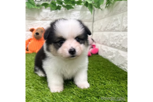 成約済の愛知県のミックス犬-314481の4枚目