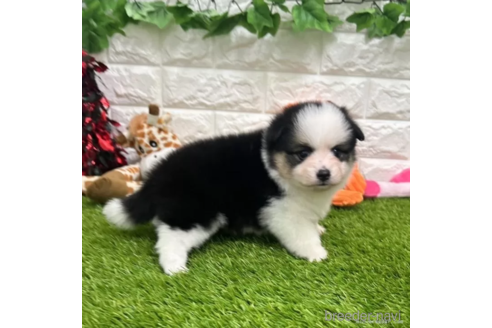 成約済の愛知県のミックス犬-314481の3枚目