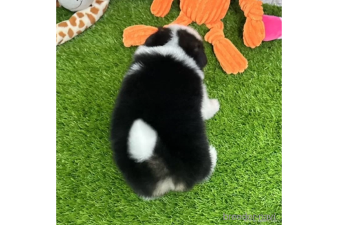 成約済の愛知県のミックス犬-314481の5枚目