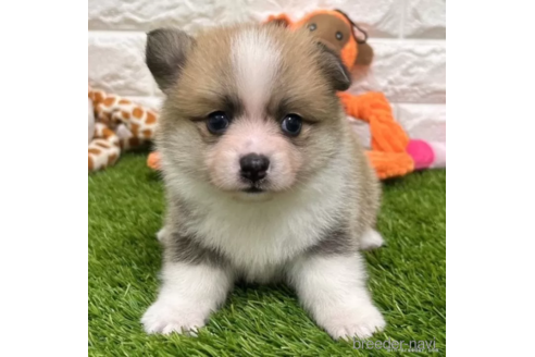 成約済の愛知県のミックス犬-314558の1枚目