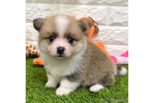 成約済の愛知県のミックス犬-314558の2枚目