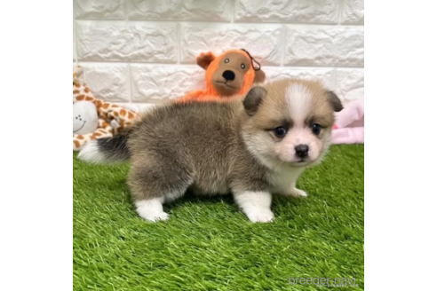 成約済の愛知県のミックス犬-314558の3枚目