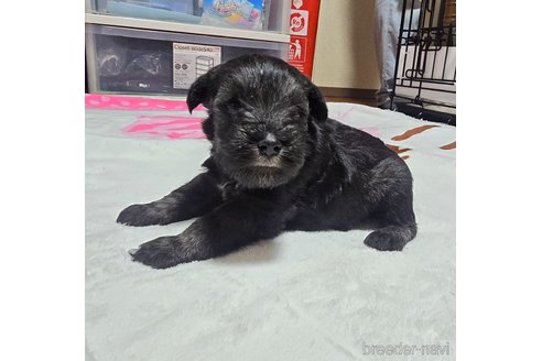 成約済の岡山県のミニチュアシュナウザー-313761の11枚目