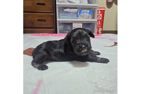 成約済の岡山県のミニチュアシュナウザー-313761の10枚目