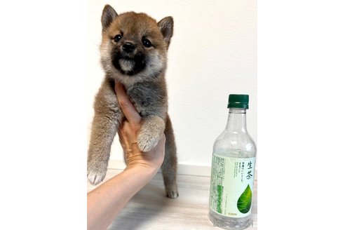成約済の奈良県の柴犬-315515の4枚目