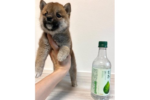 成約済の奈良県の柴犬-315515の5枚目