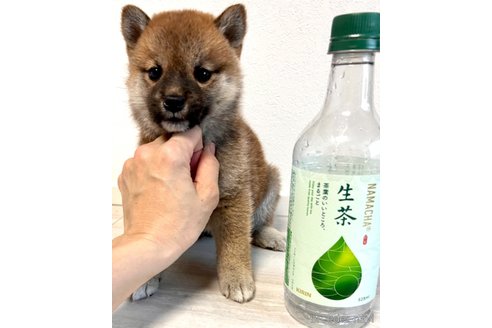 成約済の奈良県の柴犬-315515の6枚目
