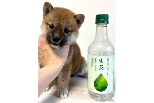 成約済の奈良県の柴犬-315515の7枚目