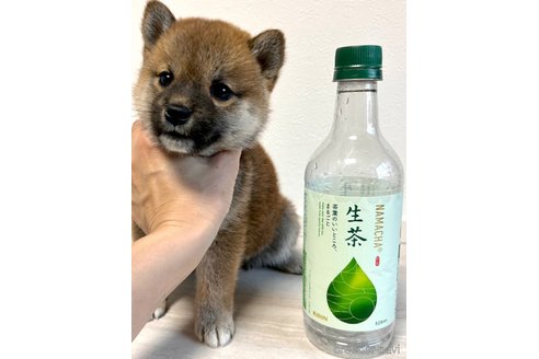 成約済の奈良県の柴犬-315515の1枚目