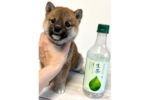 成約済の奈良県の柴犬-315515の8枚目