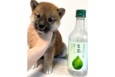 成約済の奈良県の柴犬-315515の9枚目