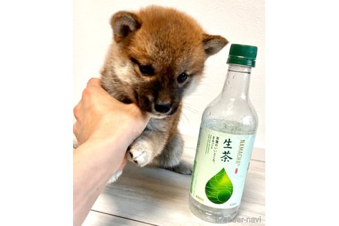 成約済の奈良県の柴犬-315515の10枚目