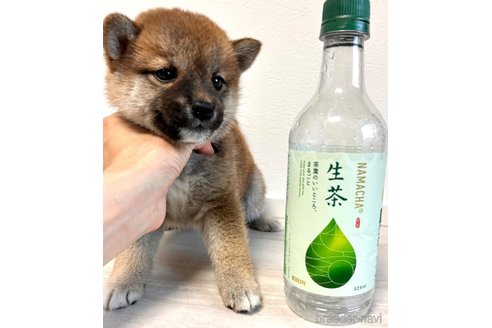 成約済の奈良県の柴犬-315515の11枚目