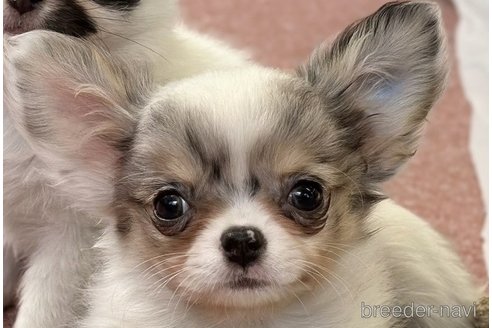 成約済の香川県のチワワ(ロングコート)-310824の1枚目
