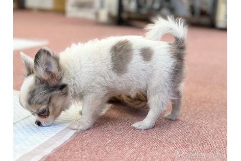 成約済の香川県のチワワ(ロングコート)-310824の4枚目
