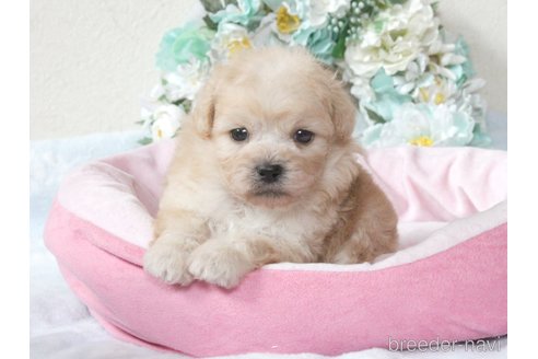 成約済の兵庫県のミックス犬-315528の4枚目