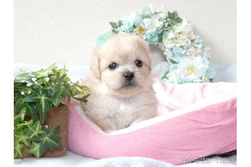 成約済の兵庫県のミックス犬-315529の8枚目