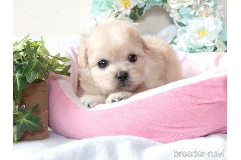成約済の兵庫県のミックス犬-315529の6枚目