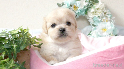 成約済の兵庫県のミックス犬-315529の1枚目