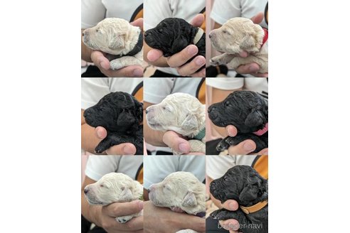 成約済の静岡県のスタンダードプードル-315376の7枚目