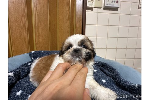 成約済の大阪府のシーズー-315536の10枚目