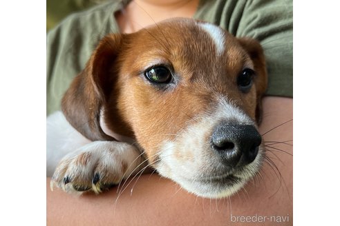 成約済の千葉県のジャックラッセルテリア-306145の5枚目