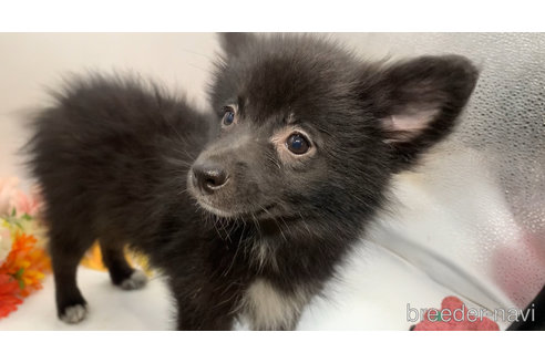 成約済の東京都のミックス犬-303999の24枚目