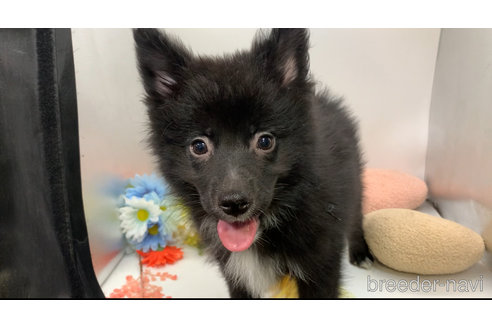 成約済の東京都のミックス犬-303996の11枚目
