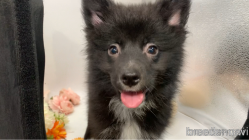 成約済の東京都のミックス犬-303996の10枚目