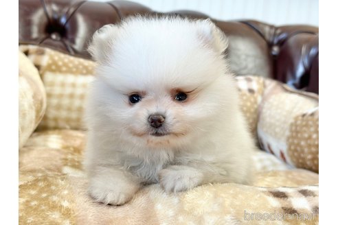 成約済の香川県のポメラニアン-315558の6枚目