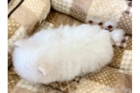 成約済の香川県のポメラニアン-315558の8枚目