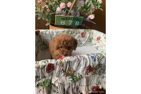 成約済の鹿児島県のタイニープードル-315582の7枚目
