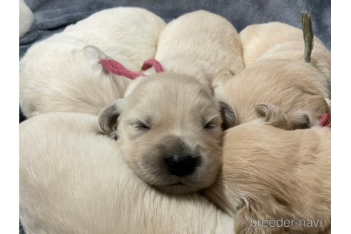 成約済の長野県のゴールデンレトリーバー-315587の26枚目