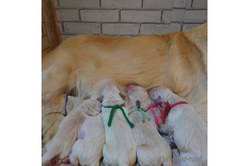 成約済の長野県のゴールデンレトリーバー-315587の24枚目