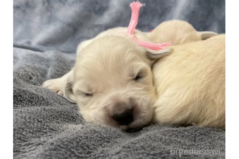 成約済の長野県のゴールデンレトリーバー-315587の21枚目