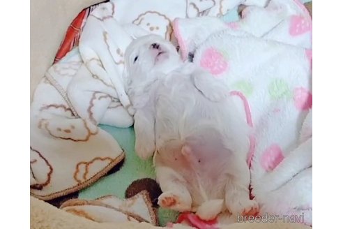 成約済の鳥取県のマルチーズ-315592の6枚目