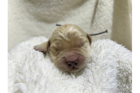 成約済の千葉県のゴールデンレトリーバー-316988の15枚目