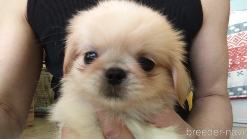 成約済の愛知県のペキニーズ-311578の6枚目