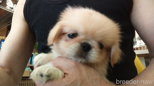 成約済の愛知県のペキニーズ-311578の5枚目