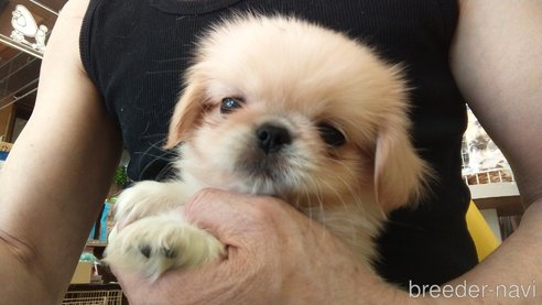 成約済の愛知県のペキニーズ-311578の4枚目