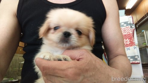 成約済の愛知県のペキニーズ-311578の3枚目