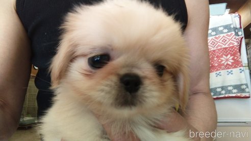 成約済の愛知県のペキニーズ-311578の2枚目