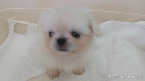 成約済の愛知県のペキニーズ-311581