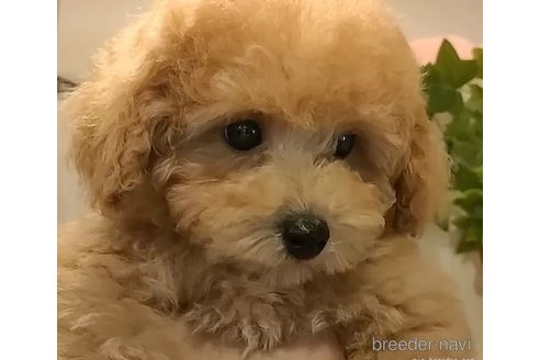 成約済の愛知県のティーカッププードル-306837の4枚目