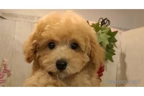 成約済の愛知県のティーカッププードル-306837の2枚目