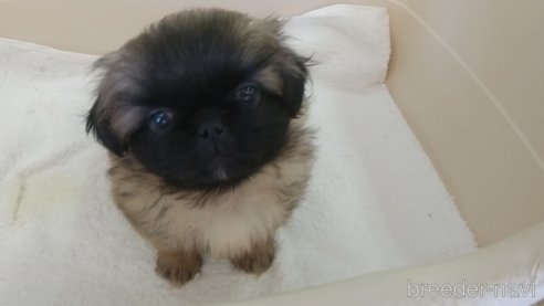 成約済の愛知県のペキニーズ-311583