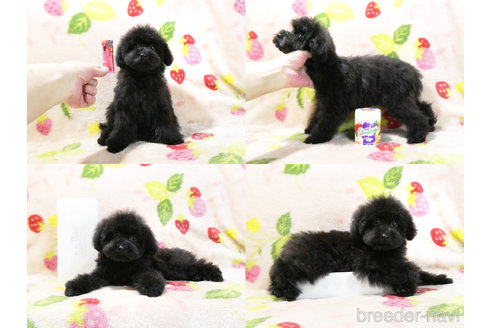 成約済の千葉県のタイニープードル-303550の6枚目