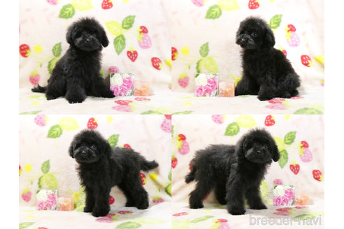 成約済の千葉県のタイニープードル-303550の4枚目