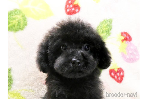 成約済の千葉県のタイニープードル-303550の3枚目