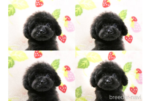 成約済の千葉県のタイニープードル-303550の2枚目